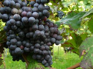 Cabernet Franc