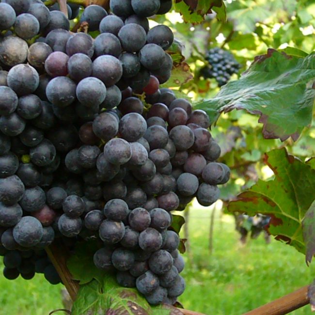 Cabernet Franc