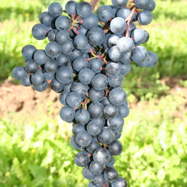 Weingut Anselmann Dornfelder Trauben