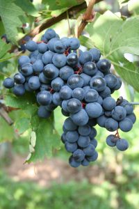 Tempranillo