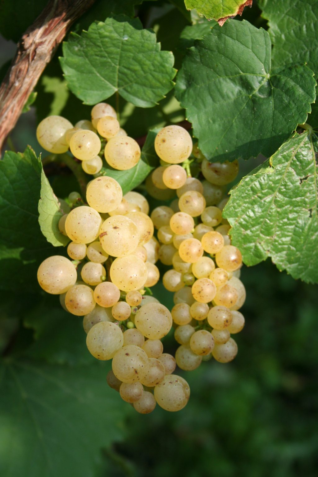 Auxerrois weingutanselmann.de