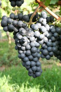 Cabernet Dorsa