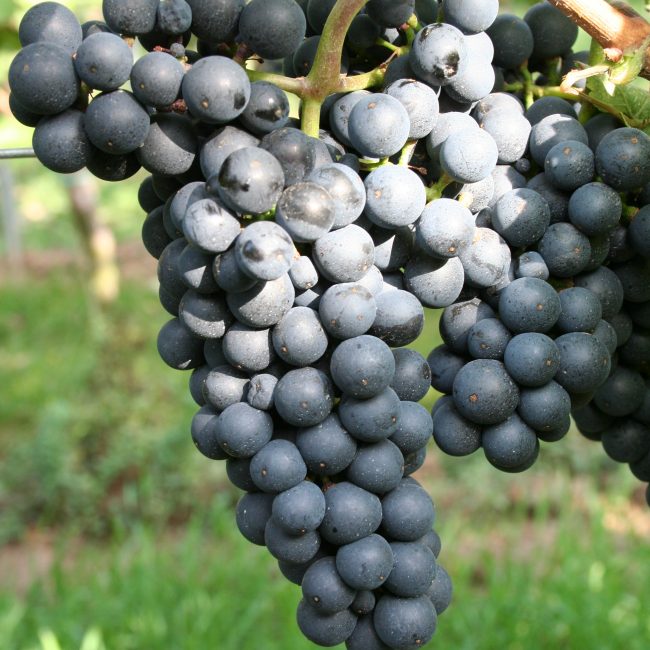 Cabernet Dorsa