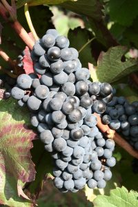 Cabernet Mitos