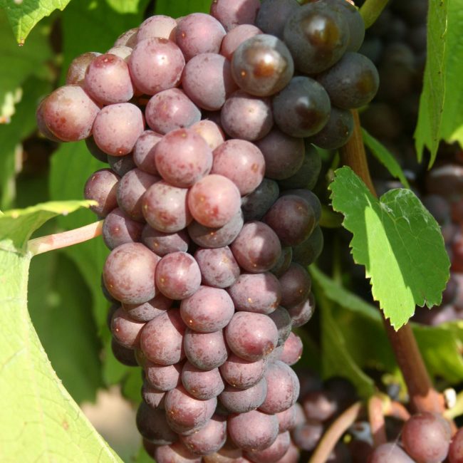 Weingut Anselmann Grauburgunder Traube