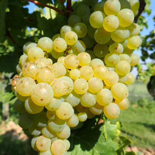 Weingut Anselmann Scheurebe Traube