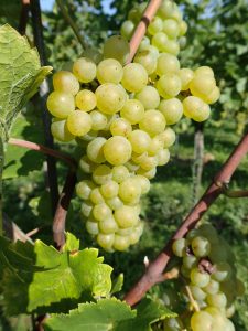 Weingut Anselmann Weißburgunder Traube