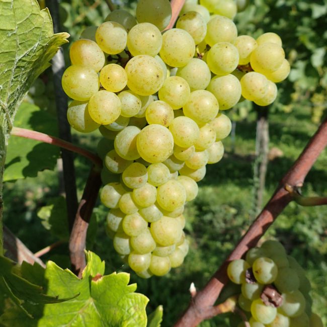 Weingut Anselmann Weißburgunder Traube